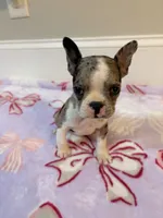 Cookie, a female Boston Terrier for sale in Turkey, NC – 2 of 5
