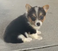 Indy, a female Pembroke Welsh Corgi for sale in Turkey, NC – 2 of 3