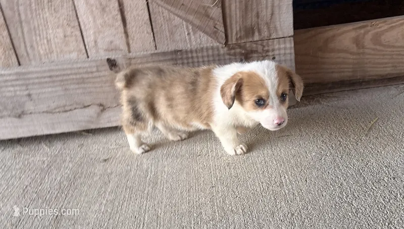 Callie – Pembroke Welsh Corgi puppy for sale in Turkey, NC