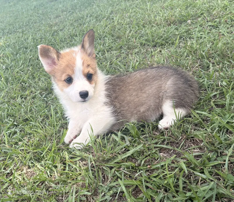 Foxy – Pembroke Welsh Corgi puppy for sale in Turkey, NC