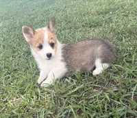 Foxy, a female Pembroke Welsh Corgi for sale in Turkey, NC – 1 of 2