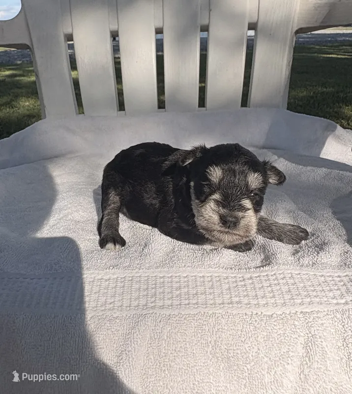 Alfie  – Miniature Schnauzer puppy for sale in Turkey, NC