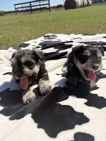 Sterling , a male Miniature Schnauzer for sale in Turkey, NC – 6 of 6