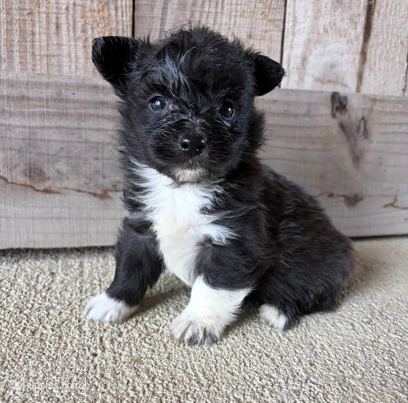 Odie , a male Pembroke Welsh Corgi and Poodle - Toy  for sale in Turkey, NC – 1 of 3