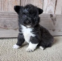 Odie , a male Pembroke Welsh Corgi and Poodle - Toy  for sale in Turkey, NC – 1 of 3