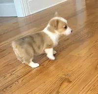 Daisy , a female Pembroke Welsh Corgi for sale in Turkey, NC – 2 of 8