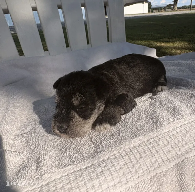 Sterling  – Miniature Schnauzer puppy for sale in Turkey, NC