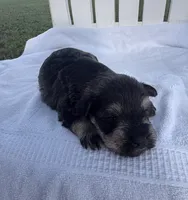 Otto, a male Miniature Schnauzer for sale in Turkey, NC – 2 of 5