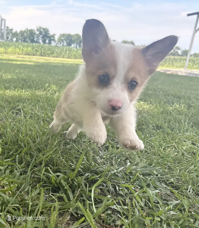 Callie – Pembroke Welsh Corgi puppy for sale in Turkey, NC