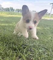 Callie, a female Pembroke Welsh Corgi for sale in Turkey, NC – 1 of 2