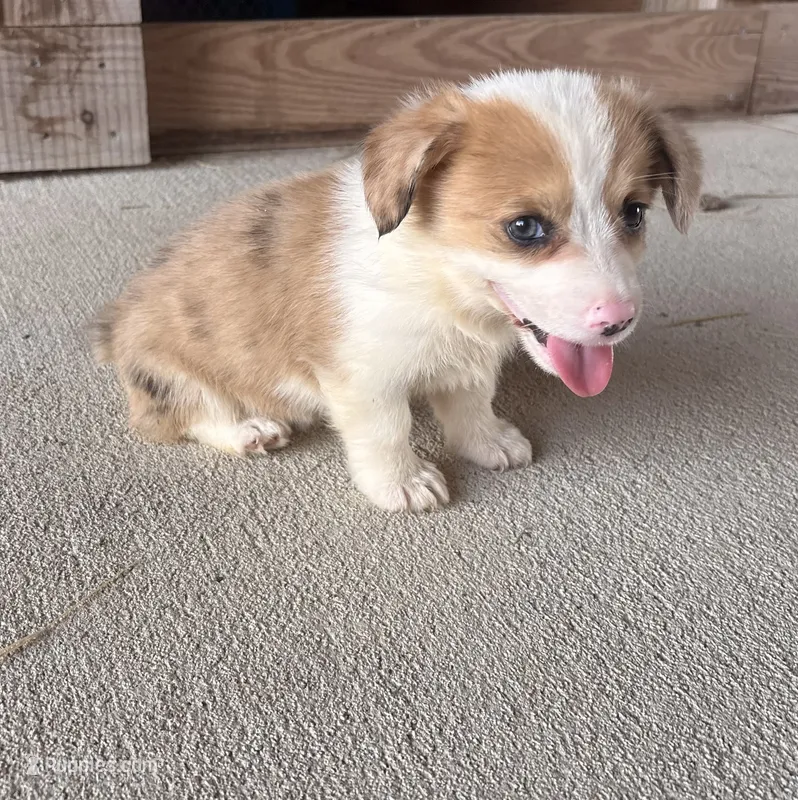 Callie – Pembroke Welsh Corgi puppy for sale in Turkey, NC