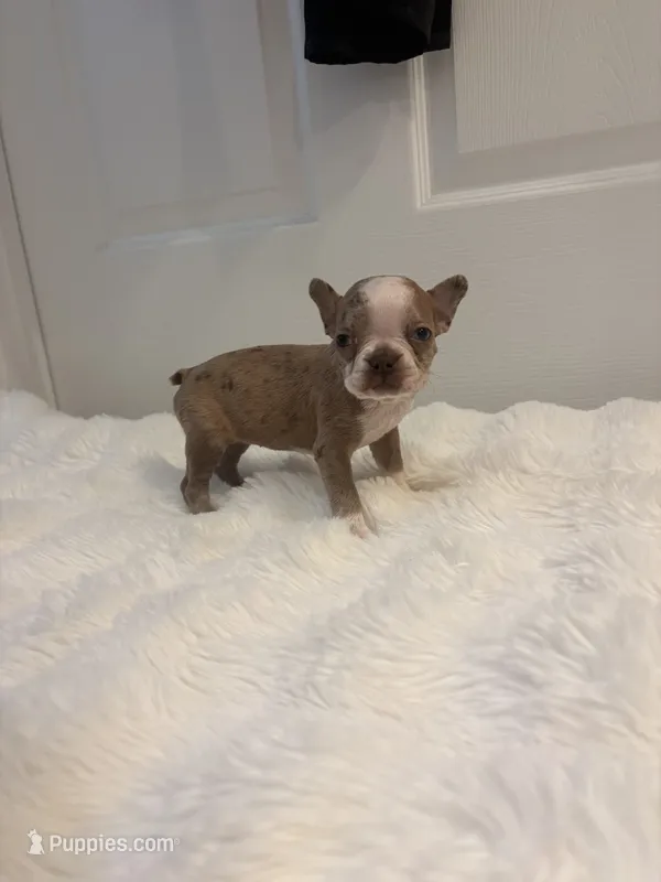 Red Merle Pebbles  – Boston Terrier puppy for sale in Turkey, NC