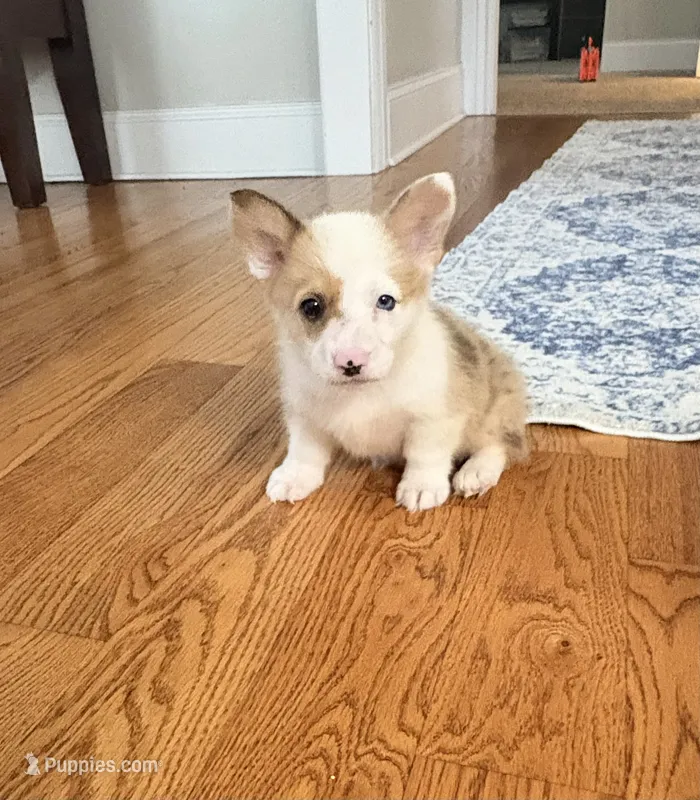 Lucy  – Pembroke Welsh Corgi puppy for sale in Turkey, NC
