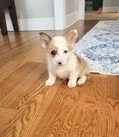 Lucy , a female Pembroke Welsh Corgi for sale in Turkey, NC – 1 of 7