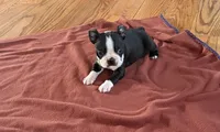 Tux, a male Boston Terrier for sale in Turkey, NC – Photo 1 of 3