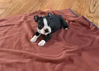 Tux, a male Boston Terrier for sale in Turkey, NC – Photo 2 of 3