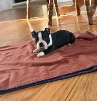 Tux, a male Boston Terrier for sale in Turkey, NC – Photo 3 of 3