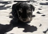 Sterling , a male Miniature Schnauzer for sale in Turkey, NC – 3 of 6