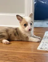 Lucy , a female Pembroke Welsh Corgi for sale in Turkey, NC – 2 of 7