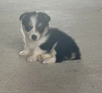 Luna, a female Pembroke Welsh Corgi for sale in Turkey, NC – 3 of 3