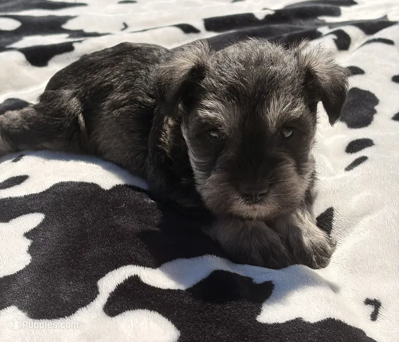 Otto – Miniature Schnauzer puppy for sale in Turkey, NC