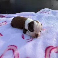 Little bit , a female Boston Terrier for sale in Turkey, NC – Photo 2 of 2