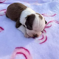 Little bit , a female Boston Terrier for sale in Turkey, NC – Photo 1 of 2