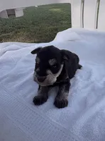 Alfie , a male Miniature Schnauzer for sale in Turkey, NC – 2 of 5