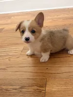 Daisy , a female Pembroke Welsh Corgi for sale in Turkey, NC – 6 of 8