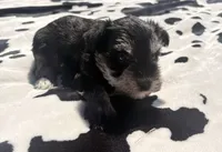 Sterling , a male Miniature Schnauzer for sale in Turkey, NC – 4 of 6