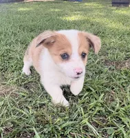 Callie, a female Pembroke Welsh Corgi for sale in Turkey, NC – 2 of 2