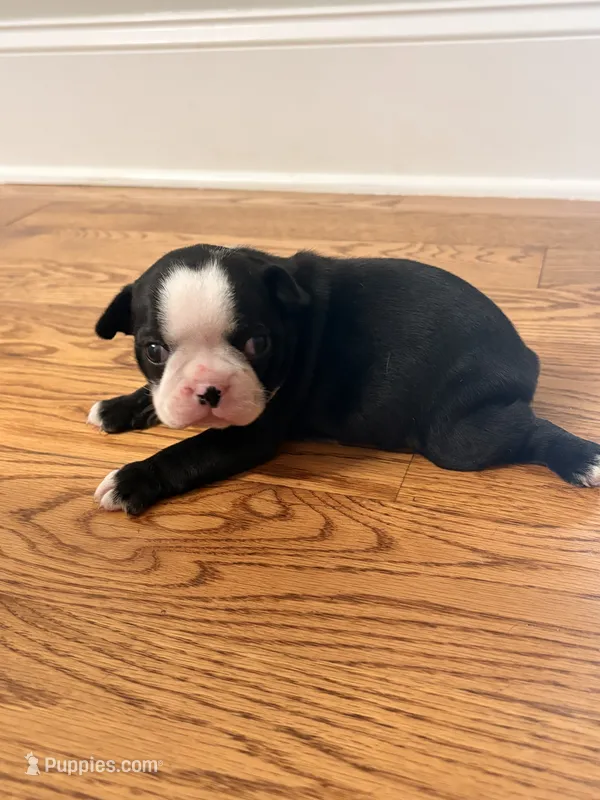 Panda – Boston Terrier puppy for sale in Turkey, NC