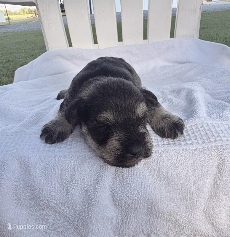 Otto – Miniature Schnauzer puppy for sale in Turkey, NC