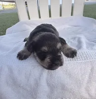 Otto, a male Miniature Schnauzer for sale in Turkey, NC – 1 of 5