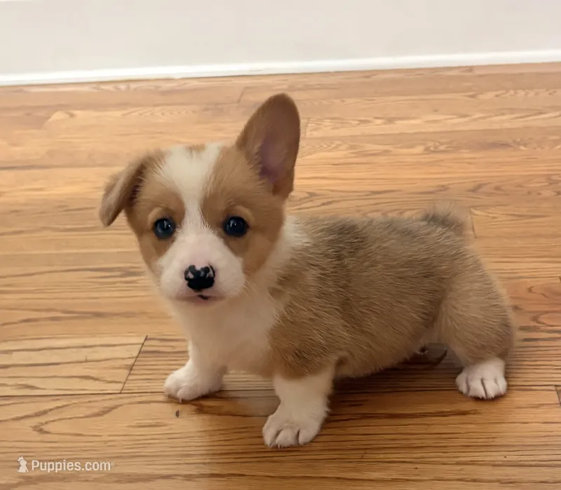 Daisy  – Pembroke Welsh Corgi puppy for sale in Turkey, NC