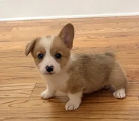 Daisy , a female Pembroke Welsh Corgi for sale in Turkey, NC – 1 of 8