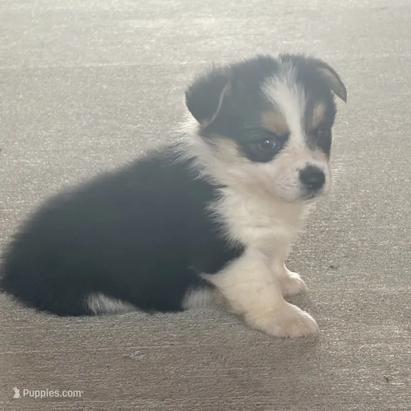 Luna – Pembroke Welsh Corgi puppy for sale in Turkey, NC