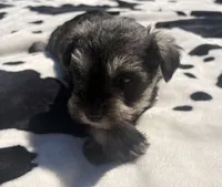 Otto, a male Miniature Schnauzer for sale in Turkey, NC – 7 of 9
