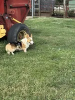 Lucy , a female Pembroke Welsh Corgi for sale in Turkey, NC – 7 of 7