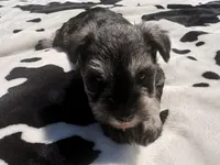 Otto, a male Miniature Schnauzer for sale in Turkey, NC – 5 of 9