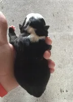 Panda, a female Boston Terrier for sale in Turkey, NC – 2 of 2
