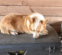 Lucy , a female Pembroke Welsh Corgi for sale in Turkey, NC – 6 of 7