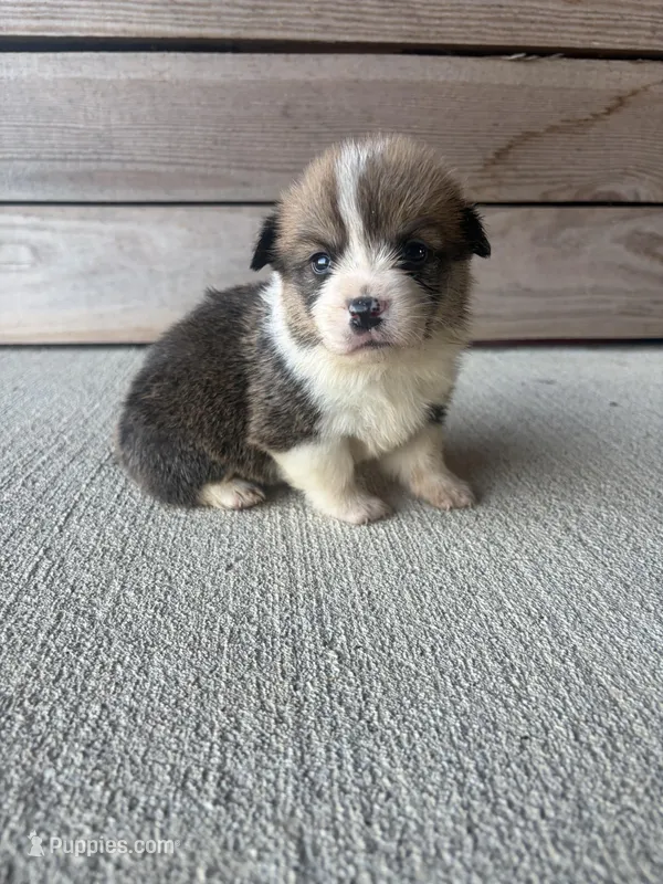 Teddy  – Pembroke Welsh Corgi puppy for sale in Turkey, NC