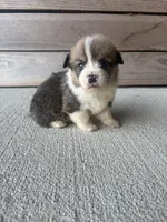 Teddy , a male Pembroke Welsh Corgi for sale in Turkey, NC – 1 of 1