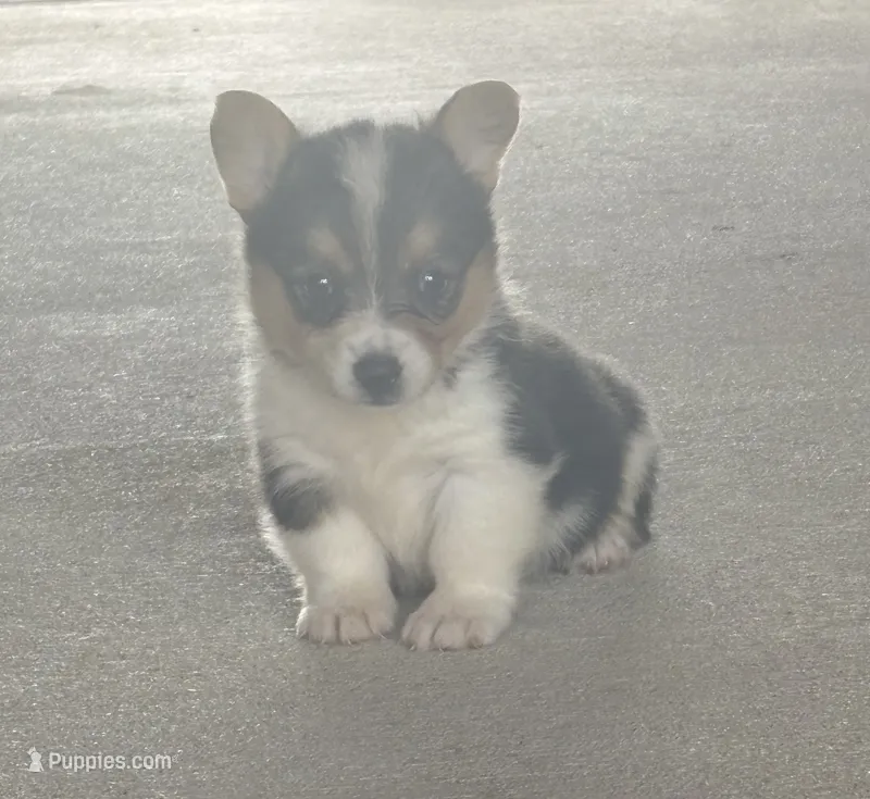 Indy – Pembroke Welsh Corgi puppy for sale in Turkey, NC
