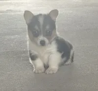 Indy, a female Pembroke Welsh Corgi for sale in Turkey, NC – 1 of 3