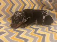 Dash , a male Miniature Dachshund for sale in Turkey, NC – Photo 2 of 3