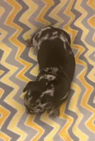 Dash , a male Miniature Dachshund for sale in Turkey, NC – Photo 3 of 3