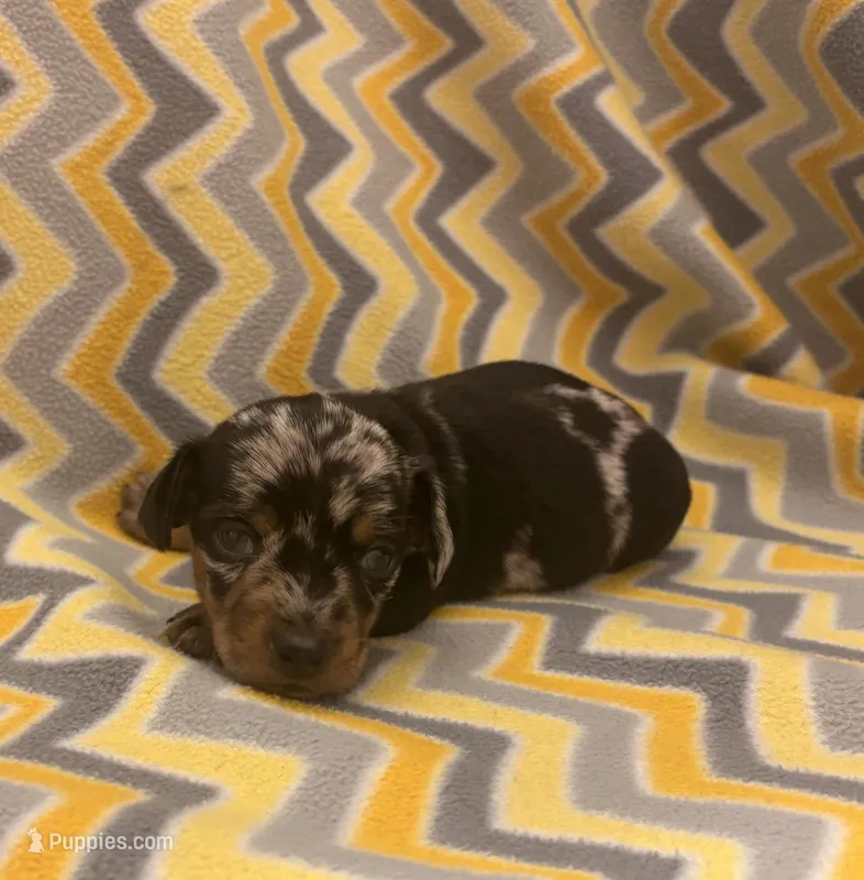 Dash  – Miniature Dachshund puppy for sale in Turkey, NC
