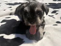 Otto, a male Miniature Schnauzer for sale in Turkey, NC – 6 of 9